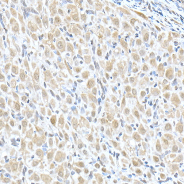 MTAP Antibody