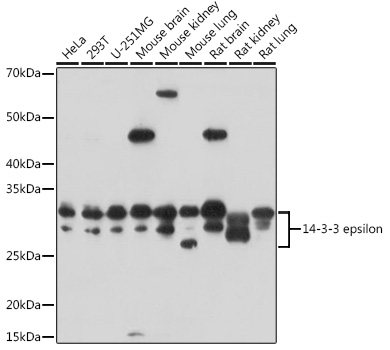 YWHAE Antibody