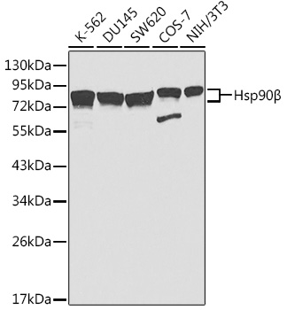 HSP90AB1 Antibody