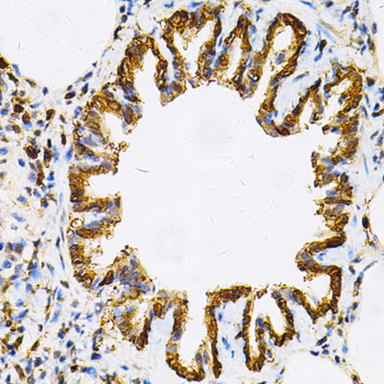 HSP90AB1 Antibody