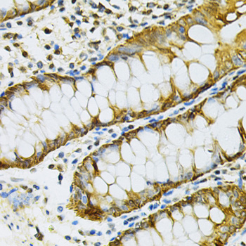 HSP90AB1 Antibody