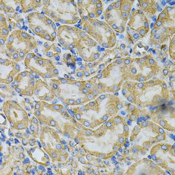 HSP90AB1 Antibody