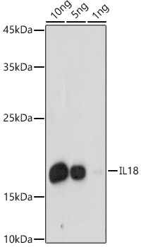 IL18 Antibody