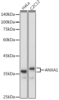 ANXA1 Antibody