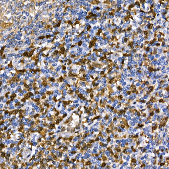 ANXA1 Antibody