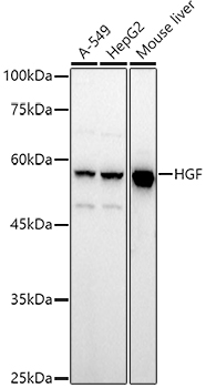 HGF Antibody
