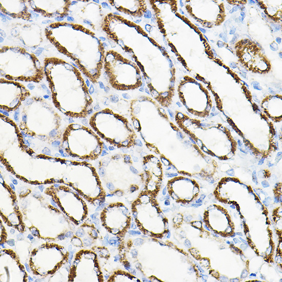 HGF Antibody