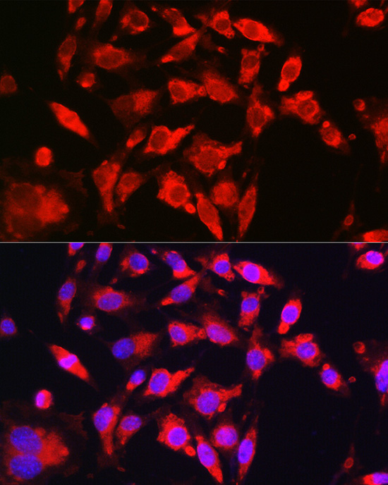 NFE2L2 Antibody