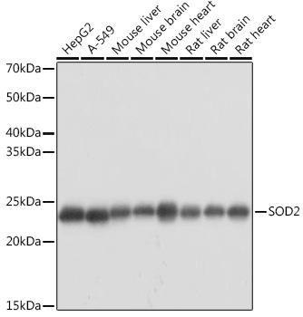 SOD2 Antibody