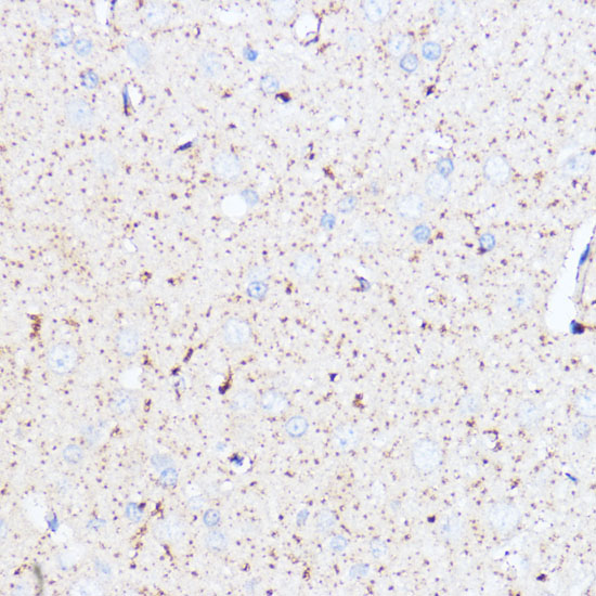 MAOA Antibody