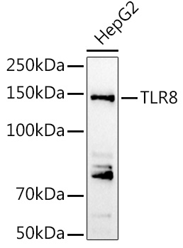 TLR8 Antibody