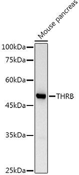 THRB Antibody