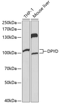 DPYD Antibody