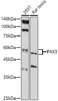 PAX3 Antibody