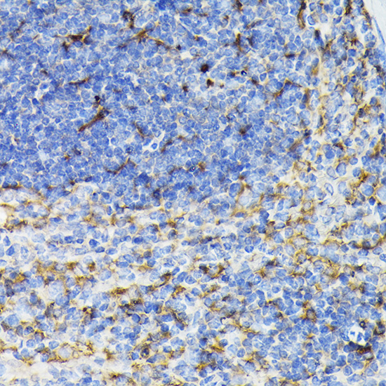 FTL Antibody