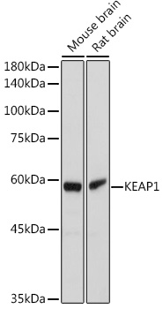 KEAP1 Antibody