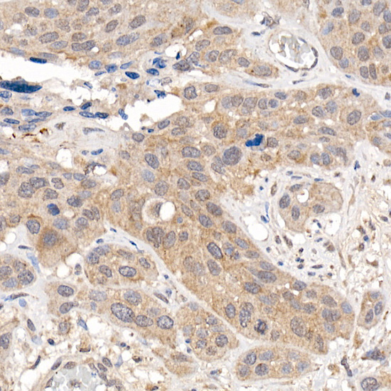KEAP1 Antibody