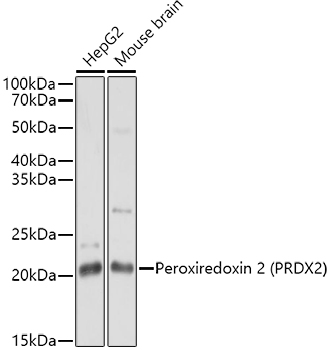 PRDX2 Antibody