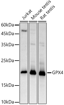 GPX4 Antibody
