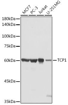 TCP1 Antibody