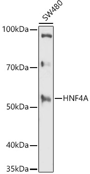 HNF4A Antibody
