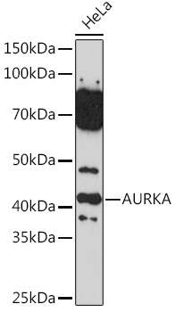 AURKA Antibody