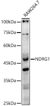 NDRG1 Antibody