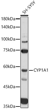 CYP1A1 Antibody