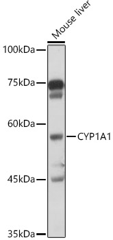 CYP1A1 Antibody