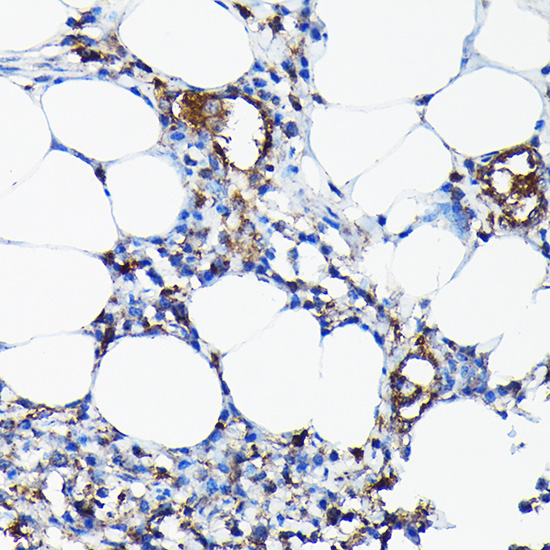 CYP1A1 Antibody