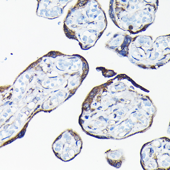CYP1A1 Antibody