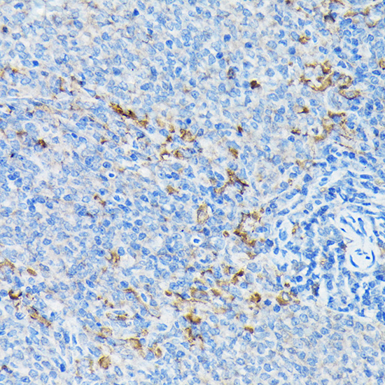 CYP1A1 Antibody