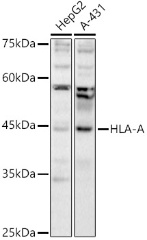 HLA-A Antibody