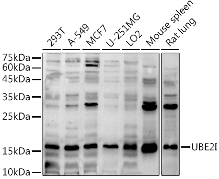UBE2I Antibody