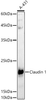 CLDN1 Antibody