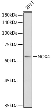 NOX4 Antibody