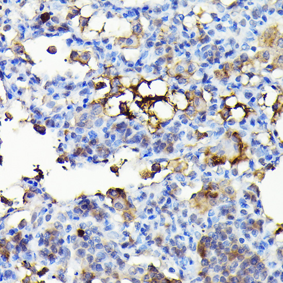 NOX4 Antibody