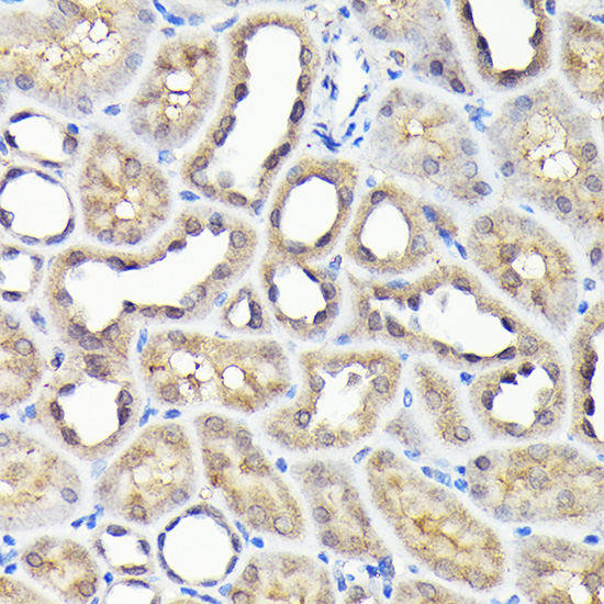 NOX4 Antibody