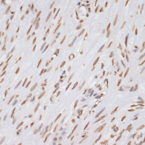 Histone H3 Antibody