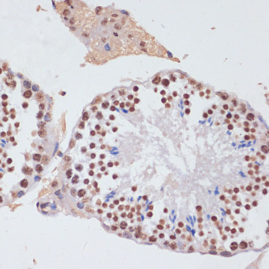 Histone H3 Antibody