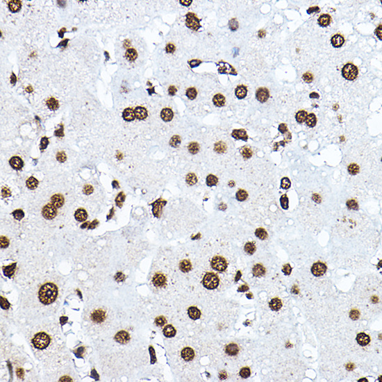 Histone H3 Antibody