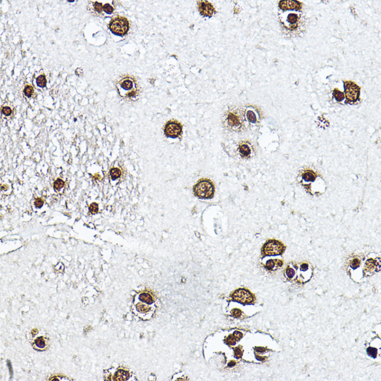 Histone H3 Antibody