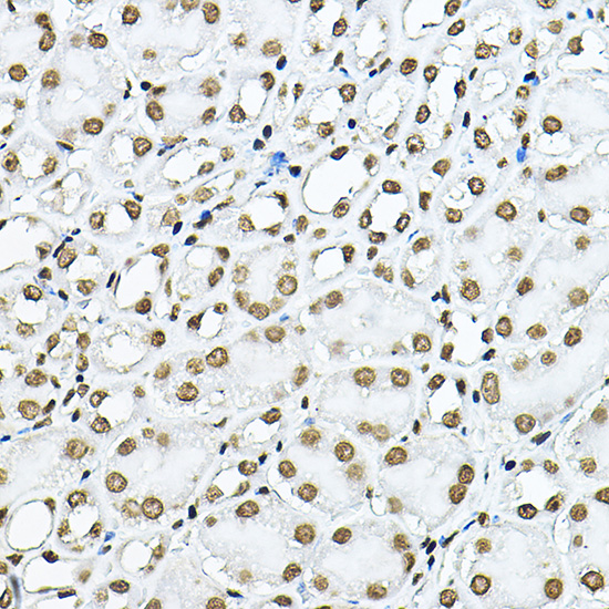 Histone H3 Antibody