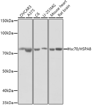 HSPA8 Antibody