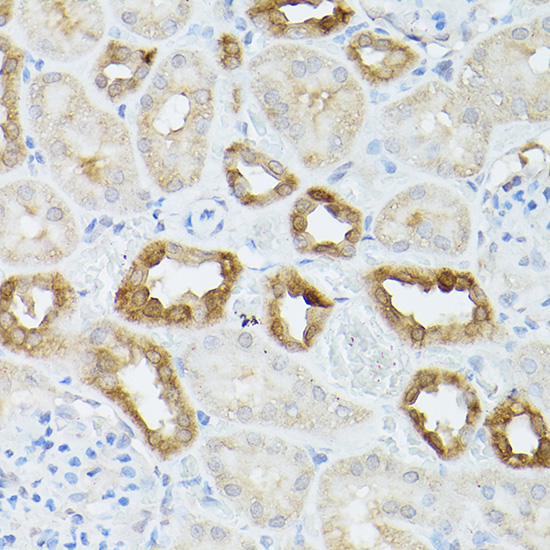 HSPA8 Antibody