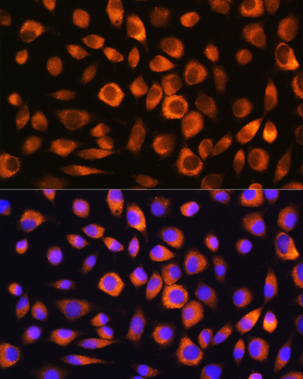 HSPA8 Antibody