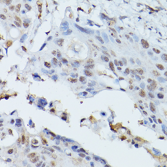 PLK1 Antibody