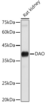 DAO Antibody