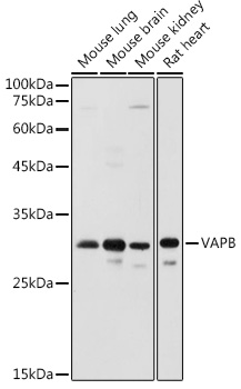 VAPB Antibody
