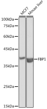 FBP1 Antibody